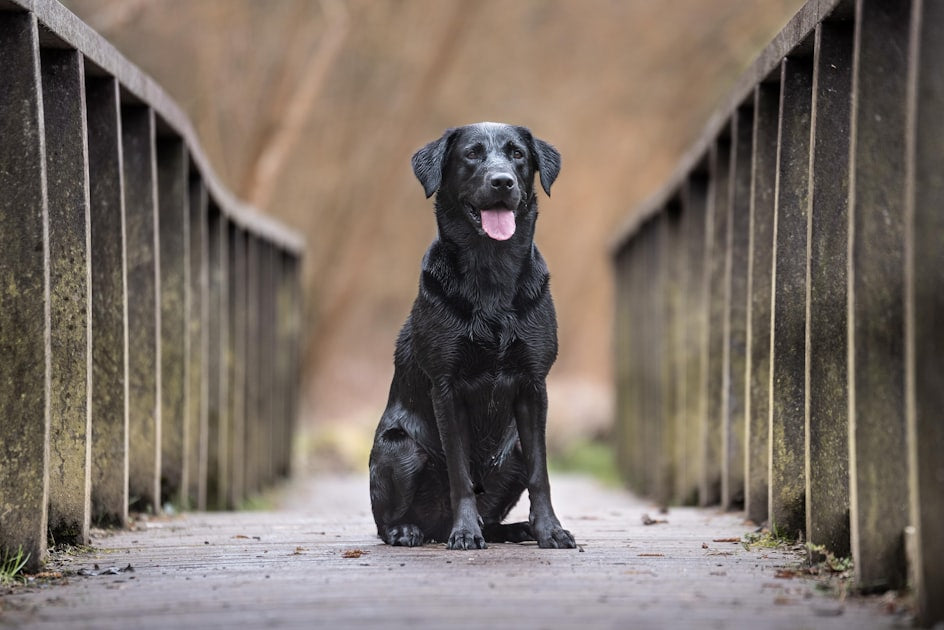 Coping with Dog Loss