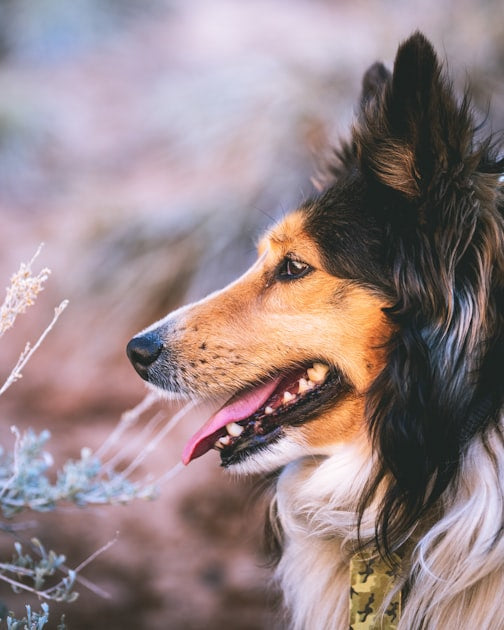The Meaning of the Rainbow Bridge Poem