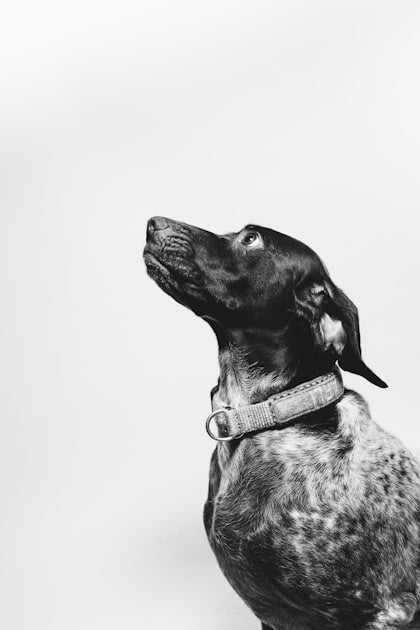 Sympathy Messages for Dog Loss