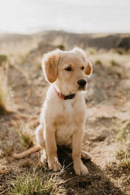 Memorial Gift Ideas for Dogs